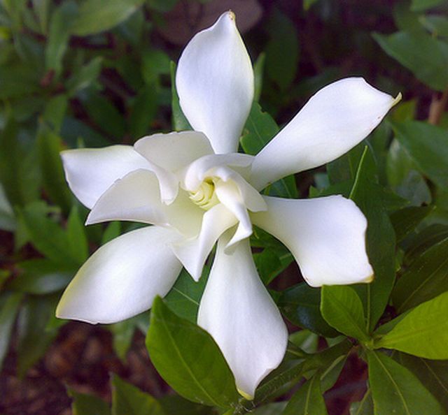 ดอกพุดซ้อน (Gardenia)