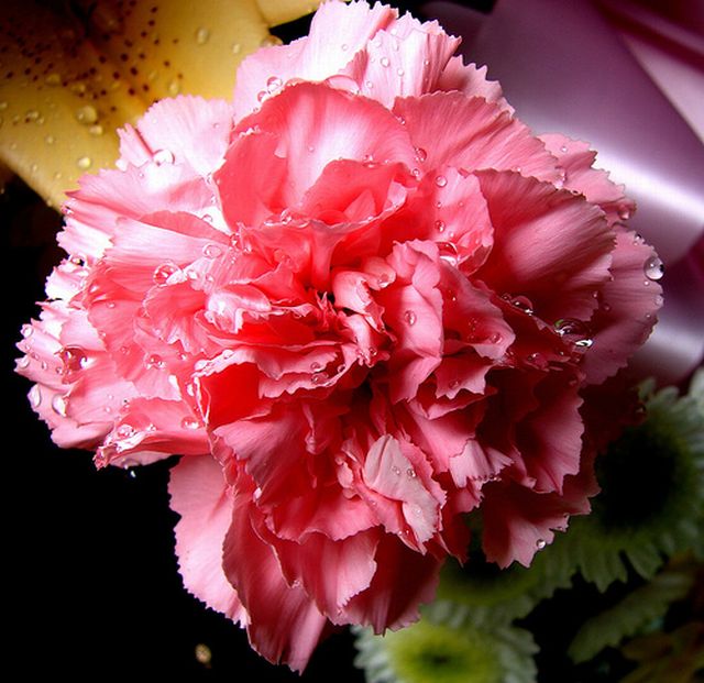 ดอกคาร์เนชั่น (Carnation)