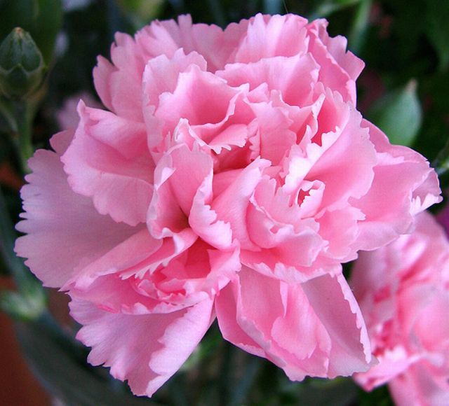 ดอกคาร์เนชั่น (Carnation)