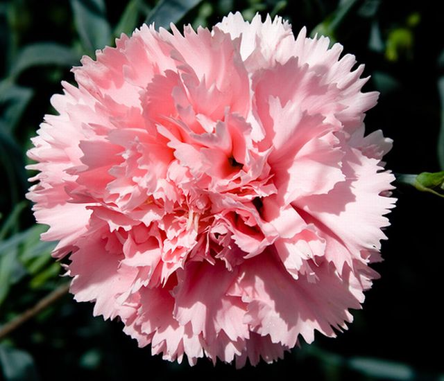 ดอกคาร์เนชั่น (Carnation)