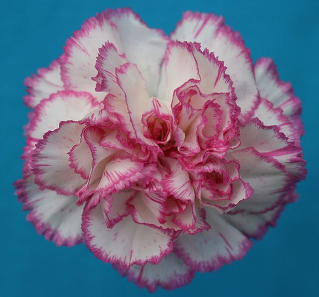 ดอกคาร์เนชั่น (Carnation)