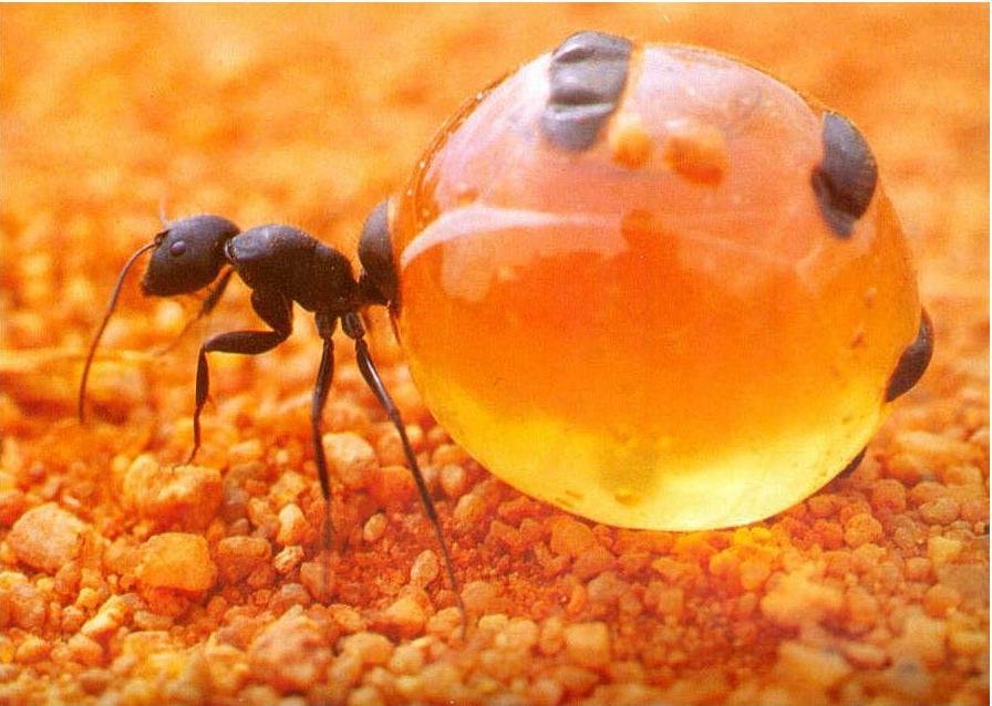 *Honeypot Ant(มดน้ำผึ้ง)*