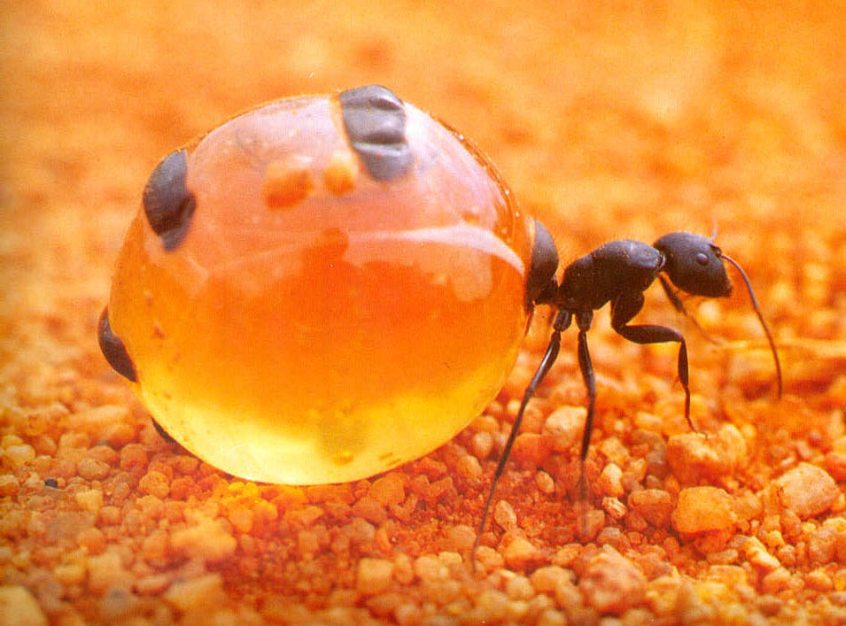 *Honeypot Ant(มดน้ำผึ้ง)*