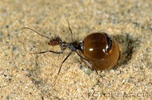 *Honeypot Ant(มดน้ำผึ้ง)*