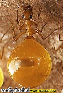 เชื่อ หรือ ไม่ มดพันธุ์กระปุกน้ำผึ่ง ( Honney pot ant ) สามารถแปลงตัวเองเป็น ตู้กดอาหารมีชีวิตได้ [สะดวกดี อิอิ!!]
