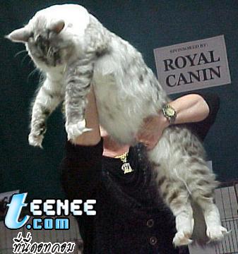 The Biggest Cats (MAINE COONS)