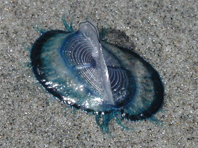 Beach Bluebottle  &   Glaucus 