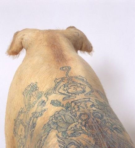 ~~~Pig Tattoos~~~