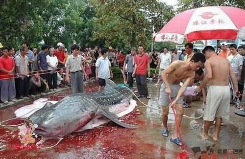 ปลาดุกยักษ์กินคน ในประเทศจีน
