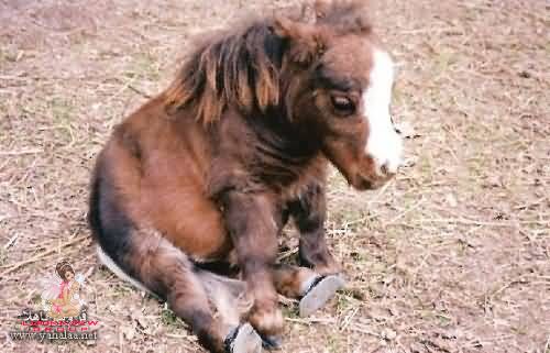 Cute Small Horse