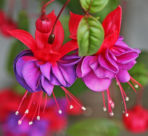 ดอกโคมญี่ปุ่น (Fuschia)