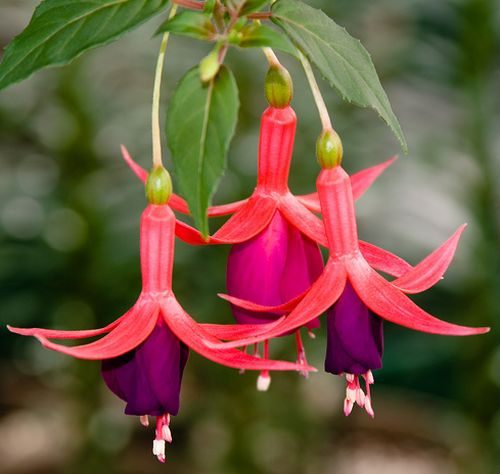 ดอกโคมญี่ปุ่น (Fuschia)