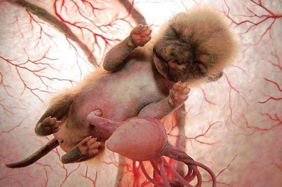 Animals in the womb