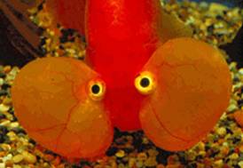 ปลาทองสิงห์ตาลูกโป่ง (Bubble eyes goldfish)