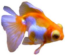 ปลาทองตาโปน (Telescope eyes goldfish)