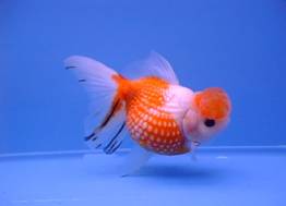 ปลาทองเกล็ดแก้ว (Pearl scale goldfish)