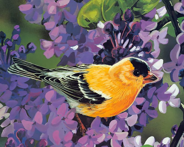 Song Bird Painting.... (นกร้องเพลง)