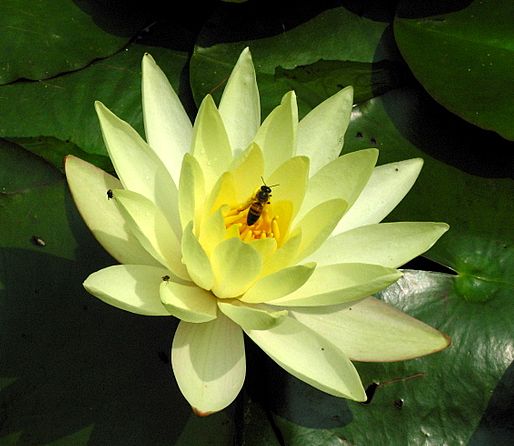 ดอกบัว (Water Lily)