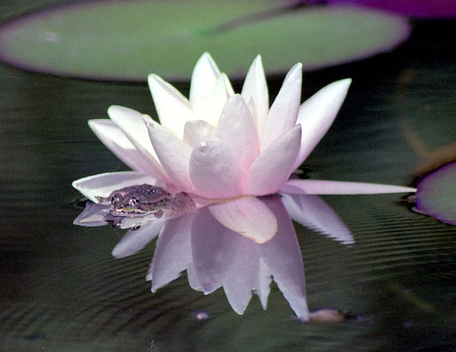 ดอกบัว (Water Lily)