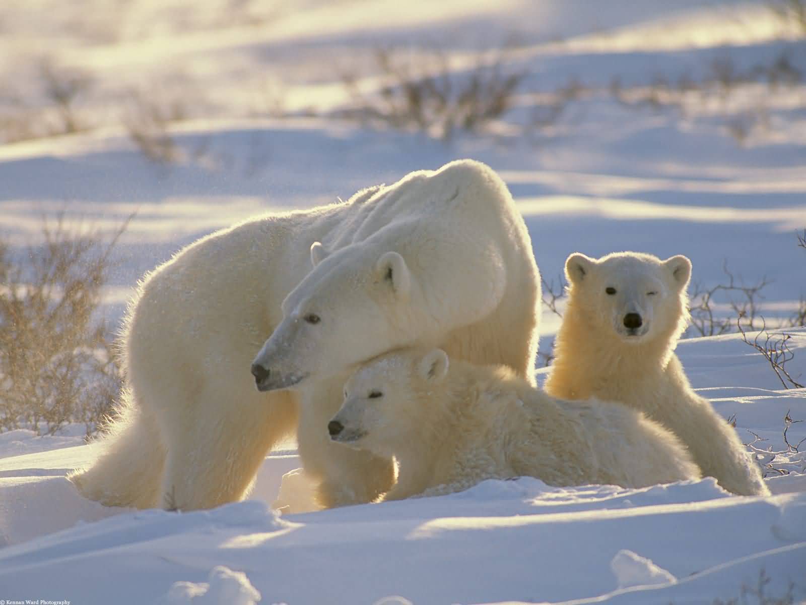 หมีขั้วโลก (Polar Bear)