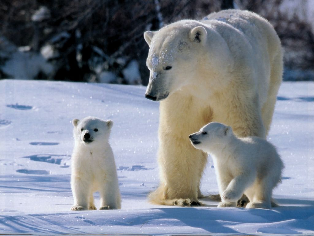 หมีขั้วโลก (Polar Bear)