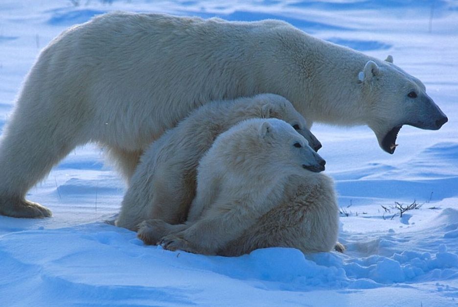 หมีขั้วโลก (Polar Bear)