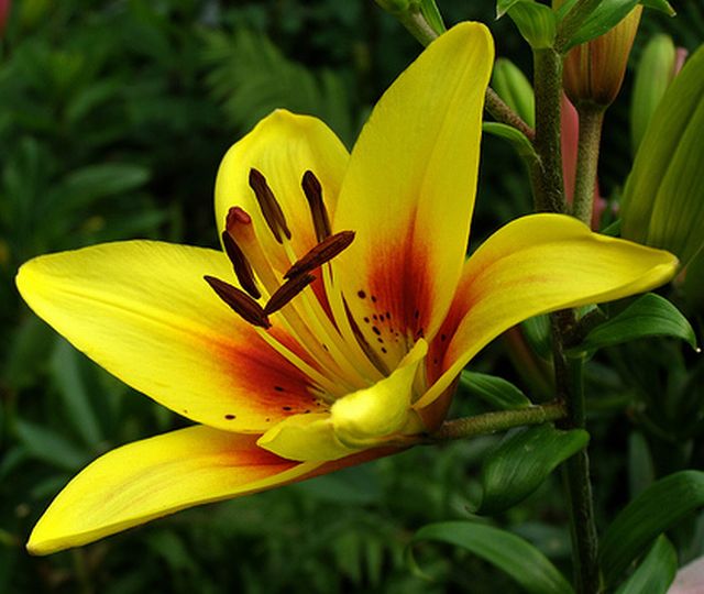 ดอกลิลลี่ (Asiatic Lily)
