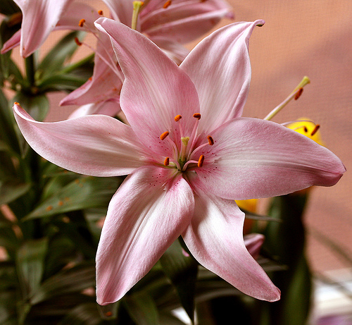 ดอกลิลลี่ (Asiatic Lily)
