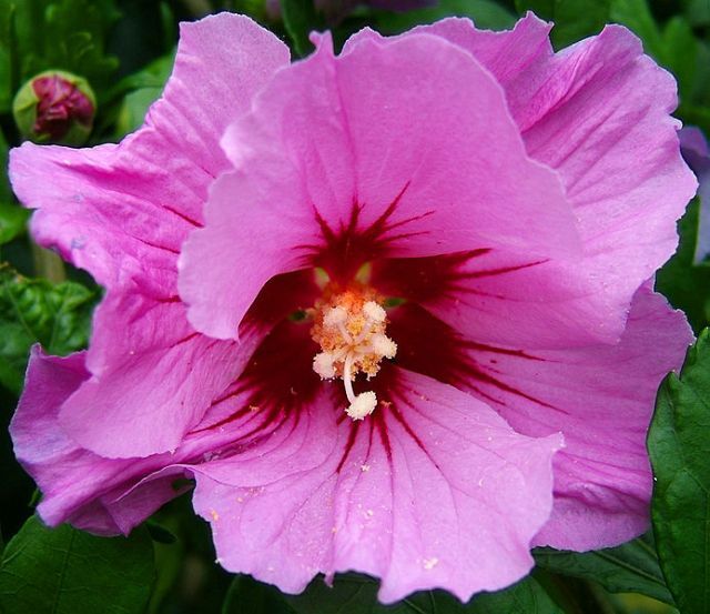 ดอกชบาหน้าแฉล้ม (Hibiscus)