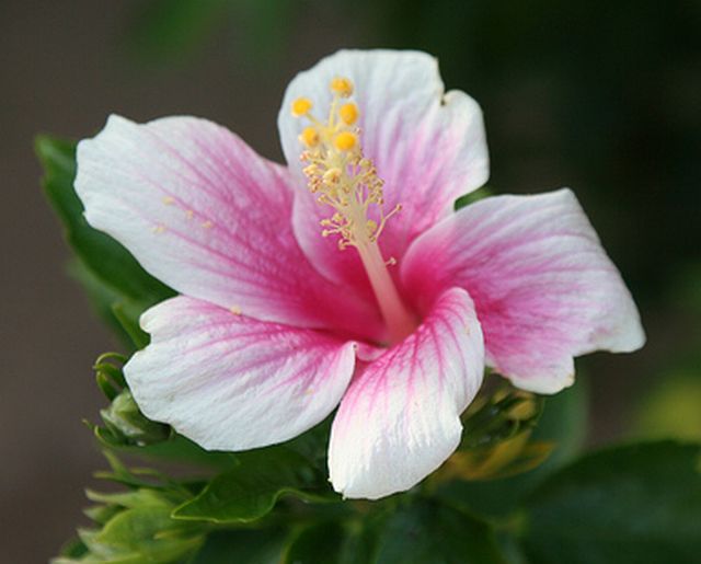 ดอกชบาหน้าแฉล้ม (Hibiscus)