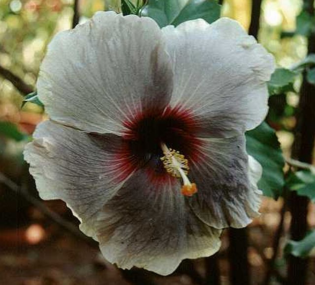 ดอกชบาหน้าแฉล้ม (Hibiscus)