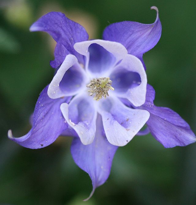 ดอกโคลัมไบน์ (Columbine)