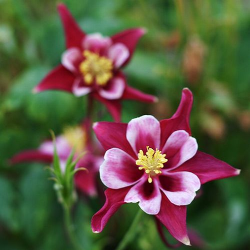 ดอกโคลัมไบน์ (Columbine)