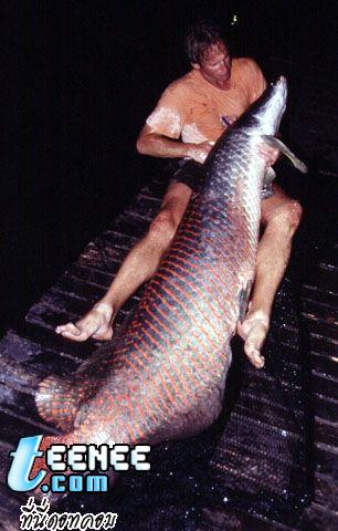 7.ปลา อราไพมา หรือ ปลาช่อนอเมซอน หรือที่คนพื้นเมืองเรียกว่า Pirarucu 