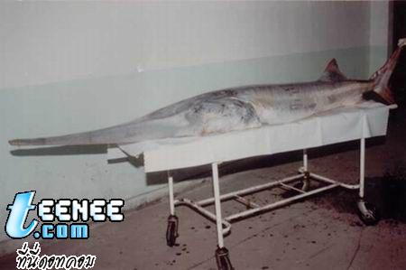 3.ปลา ฉลามปากเป็นจีน Chinese paddlefish (ผมคิดว่าน่าจะเป็นปลาน้ำจืดที่หายากที่สุดในโลก) 
