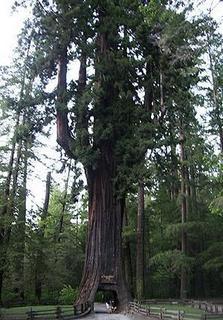 อันดับ 7 - Coast Redwood ต้น Coast Redwood ถือเป็นต้นไม้ที่สูงที่สุดในโลก โดยเจ้าต้นที่ชื่อว่า Hyperion จุดเด่นของมันก็คือจะประกอบไปด้วยต้นแคลิฟอเรดวู้ดยักษ์ถึง 4 ต้น ซึ่งเราสามารถขับรถผ่านได้