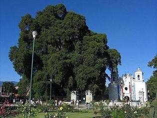 อันดับ 4 - Tule เป็นต้นที่ใหญ่ที่สุดในต้นไม้ตระกูล Montezuma Cypress ตั้งอยู่ใกล้กับเมือง Oaxaca ซึ่งมีความหนาจนผู้คนพูดว่าแทนที่คุณจะโอบกอดมัน…มันกลับโอบกอดคุณแทน 