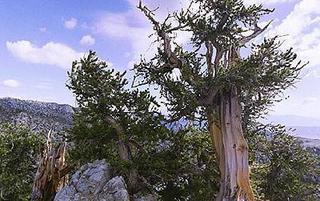 อันดับ 2 - Bristlecone Pine ต้นสน Bristlecone ถือได้ว่าเป็นต้นไม้ที่เก่าแก่มาก ซึ่งพันธุ์ Methuselah นั้นจัดเป็นต้นไม้ที่เก่าแก่ที่สุดในโลก ที่มีอายุ 4,838 ปี อยู่เหนือระดับน้ำทะเลถึง 11,000 ฟุต