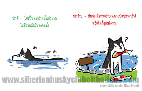 นิสัยไซบีเรียน (เวอร์ชันการ์ตูน) น่ารักมากๆ‏