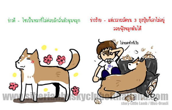 นิสัยไซบีเรียน (เวอร์ชันการ์ตูน) น่ารักมากๆ‏