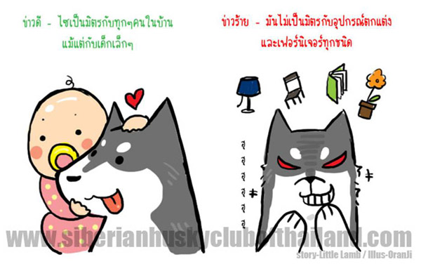 นิสัยไซบีเรียน (เวอร์ชันการ์ตูน) น่ารักมากๆ‏