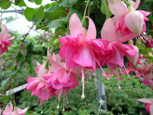 สีสันสวยสด งดงามของ ดอกโคมญี่ปุ่น