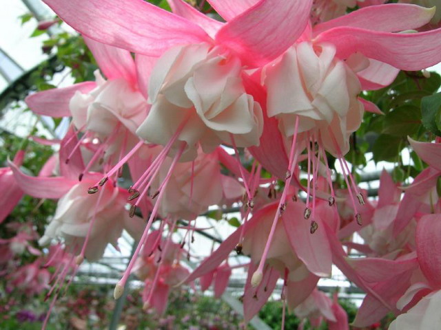 สีสันสวยสด งดงามของ ดอกโคมญี่ปุ่น