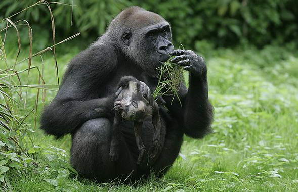 แม่ลิงกอลิล่ากับลูกผู้จากไป..ส­งสารจัง