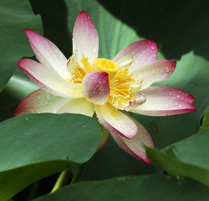 บัวตูม บัวบาน (Lotus)