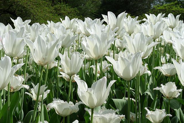 ดอกทิวลิปที่ Longwood Gardens Pennsylvania 2