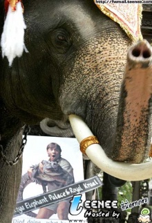 ช้างไทยอาลัยเออร์วิน!!