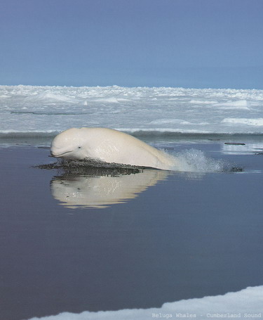 ปลาวาฬเลบูก้า ตัวใหญ่มาก ๆ