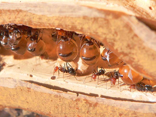 Honeypot ant