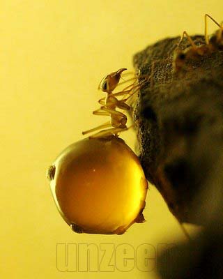 Honeypot ant